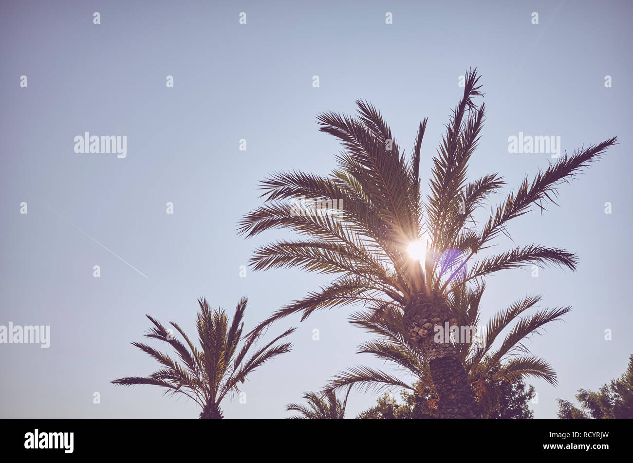 Blick auf Palmen bei Sonnenuntergang, Farbe getonte Sommerferien Konzept Bild. Stockfoto