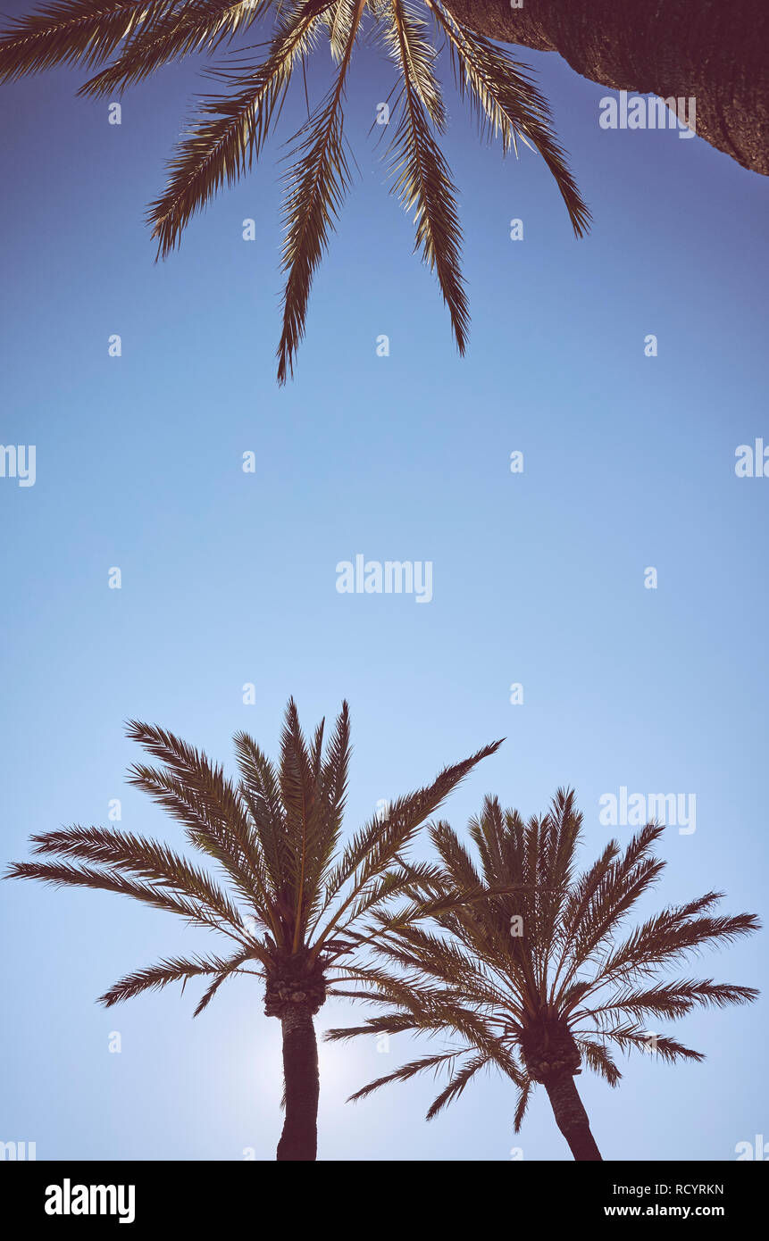 Blick auf Palmen bei Sonnenuntergang, Farbe getonte Sommerferien Konzept Bild. Stockfoto