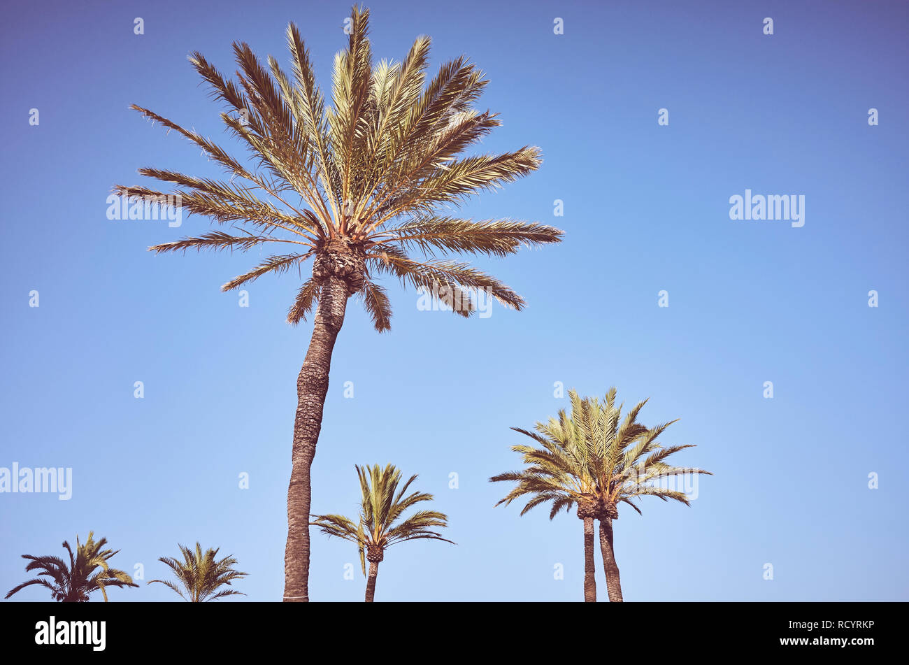Palmen gegen den blauen Himmel bei Sonnenuntergang, Farbe getonte Sommerferien Konzept Bild. Stockfoto