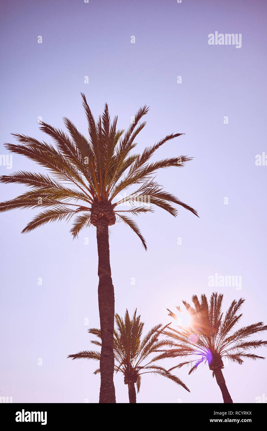 Blick auf Palmen bei Sonnenuntergang, Farbe getonte Sommerferien Konzept Bild mit Lens Flare. Stockfoto