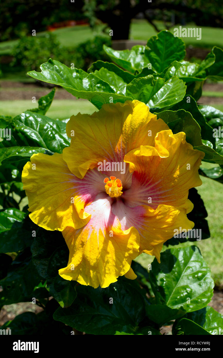 Ein Hibiskus Blume in der Hibiscus Garten, City Botanic Gardens, Brisbane, Queensland, Australien Stockfoto