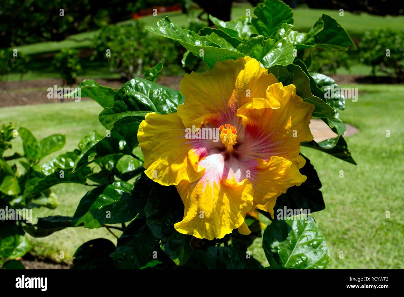 Ein Hibiskus Blume in der Hibiscus Garten, City Botanic Gardens, Brisbane, Queensland, Australien Stockfoto