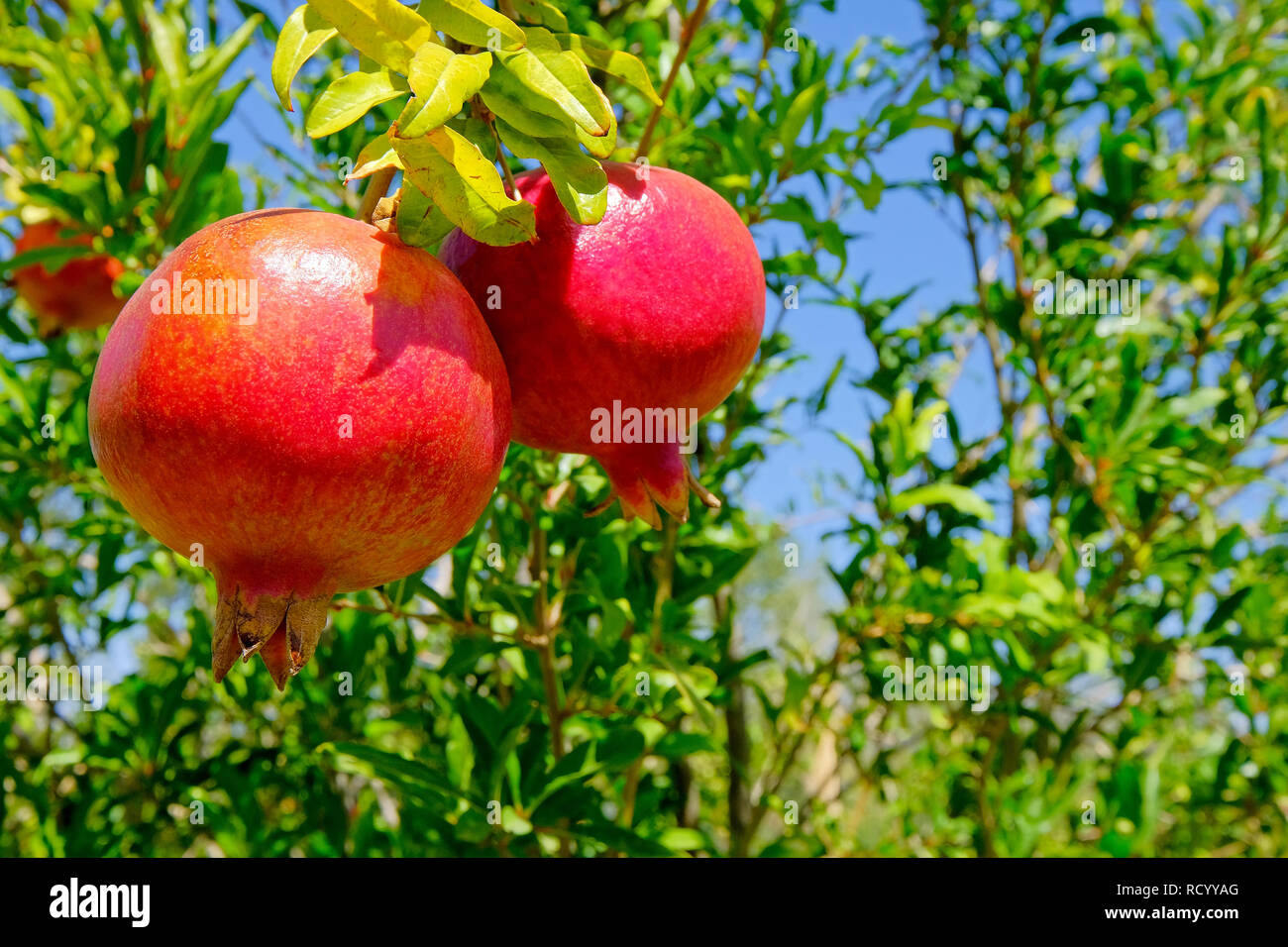 Schone Organisch Reif Granatapfel Obst Auf Gruner Baum Im Garten