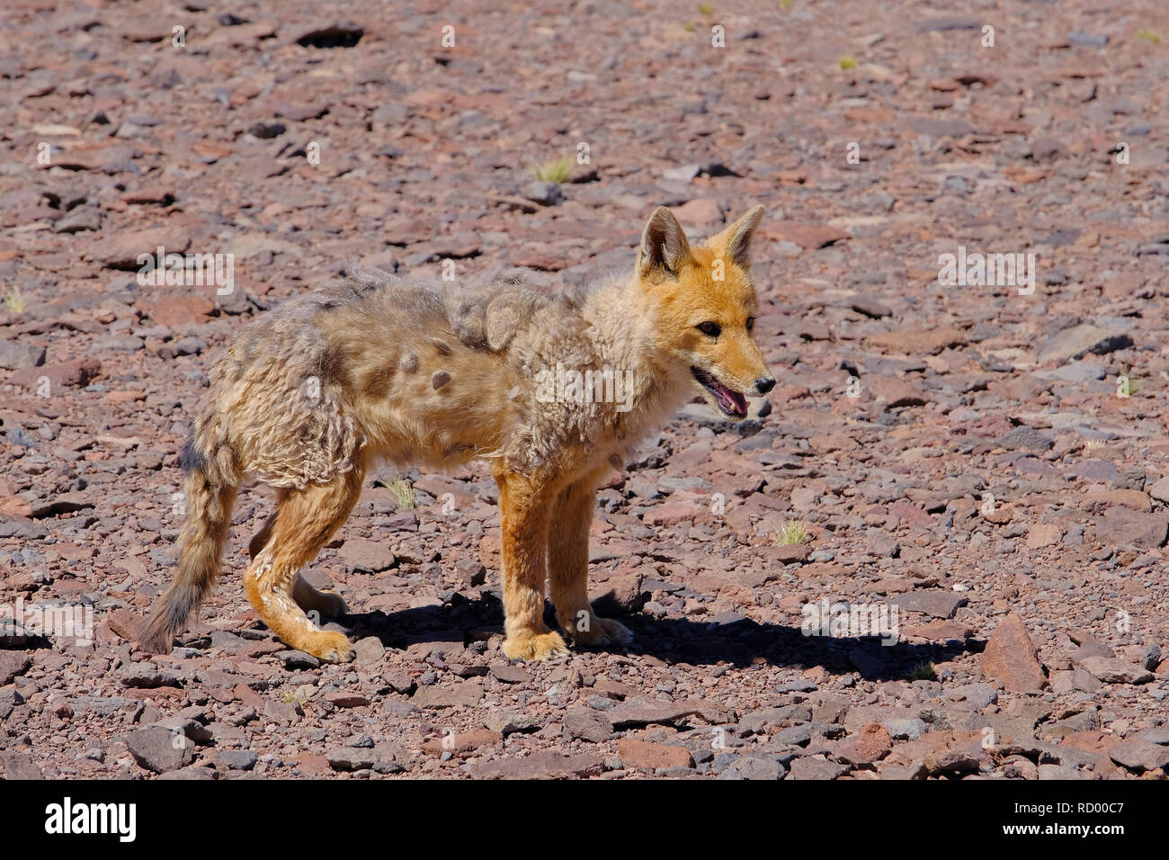 Andean Fox, lycalopex culpaeus, auch als culpeo, Zorro culpeo oder anden Wolf bekannt, in der Nähe von Paso Pircas Negras, Argentinien Stockfoto