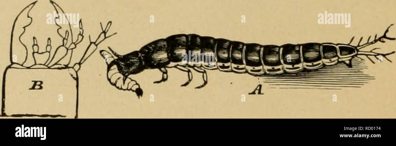 . Elementare Entomologie. Entomologie. Abb. 196. Eine gemeinsame Masse