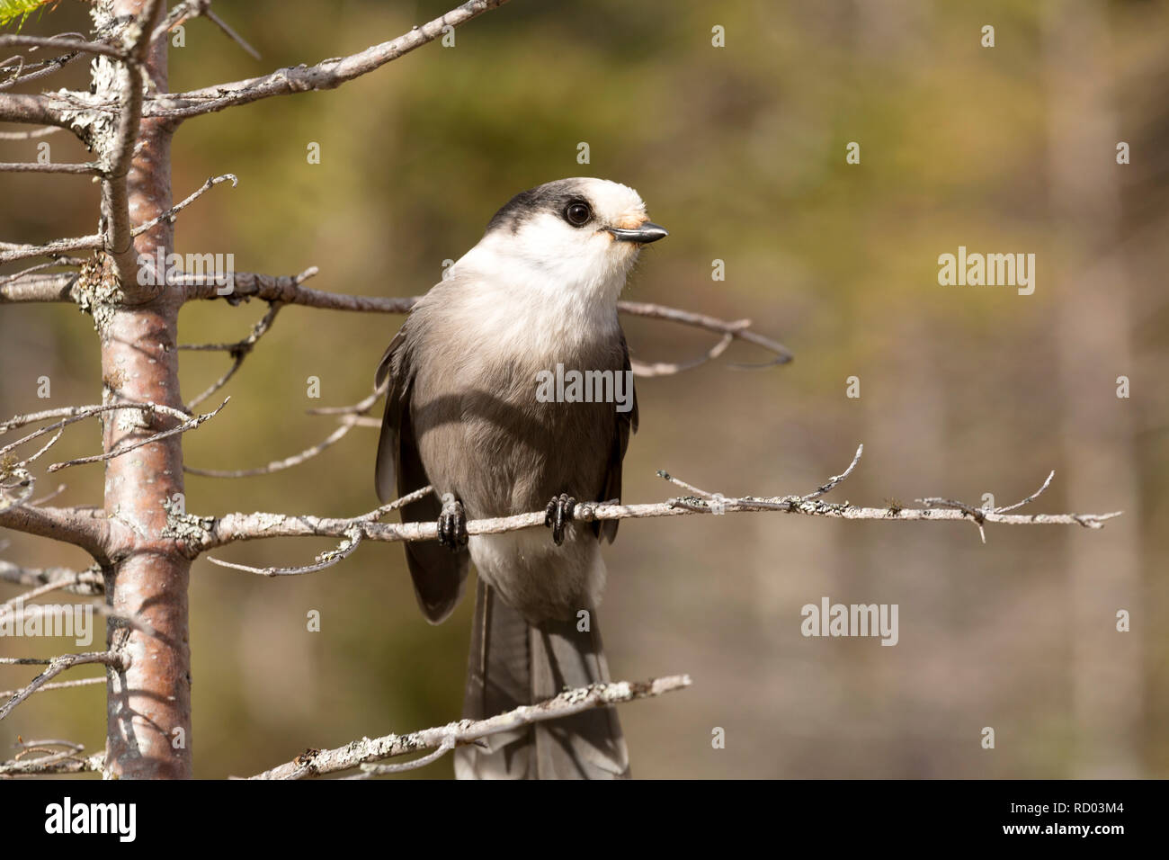 Ein graues Jay (Perisoreus canadensis) in der gaspésie National Park (Parc National de la Gaspésie) auf der Halbinsel Gaspé Quebec, Kanada. Stockfoto