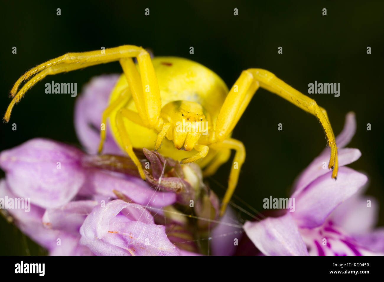 Eine gelbe crab Spider thront auf einer Orchidee wartet auf Beute. Dorset England UK GB Stockfoto