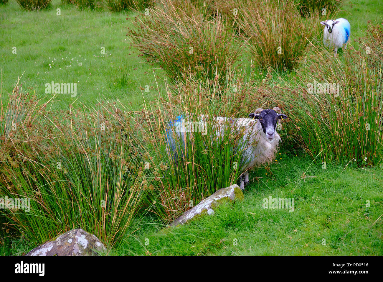 Ram spähen durch hohes Gras in der Irischen Hügel, mit einem anderen Schafe auf der Rückseite. Schafe haben blaue Markierungen auf der Rückseite. Stockfoto