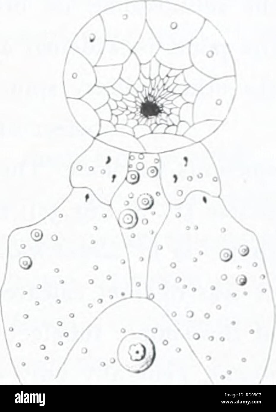 . Die dänische Ingolf-Expedition. Marine Tiere - arktischen Regionen; Wissenschaftliche Expeditionen; arktischen Regionen. ECHINOIDEA. Ii. 55 Seite) bedeckt ist hv eine ratlier Dichten, uuifonii Kohle von schlanken priniar - Stacheln, risinj^ Von einem ijround tliickh - durch sliort niiliar s]) Ines abgedeckt. - Der Test nicht sehr empfindlich. Das größte Exemplar ist 20""" in der Länge. Die actinostome ist etwas vor der Mitte, ein wenig tiefer. Es ist rund, überdachte bv einen äußeren Kreis der größeren, unregelmäßige Platten und se'mehrere kleinere innerhalb dieser. Die Mundöffnung ist die exzentrische, in der Nähe des jiosterior Kante. (Abb. 8.| Stockfoto