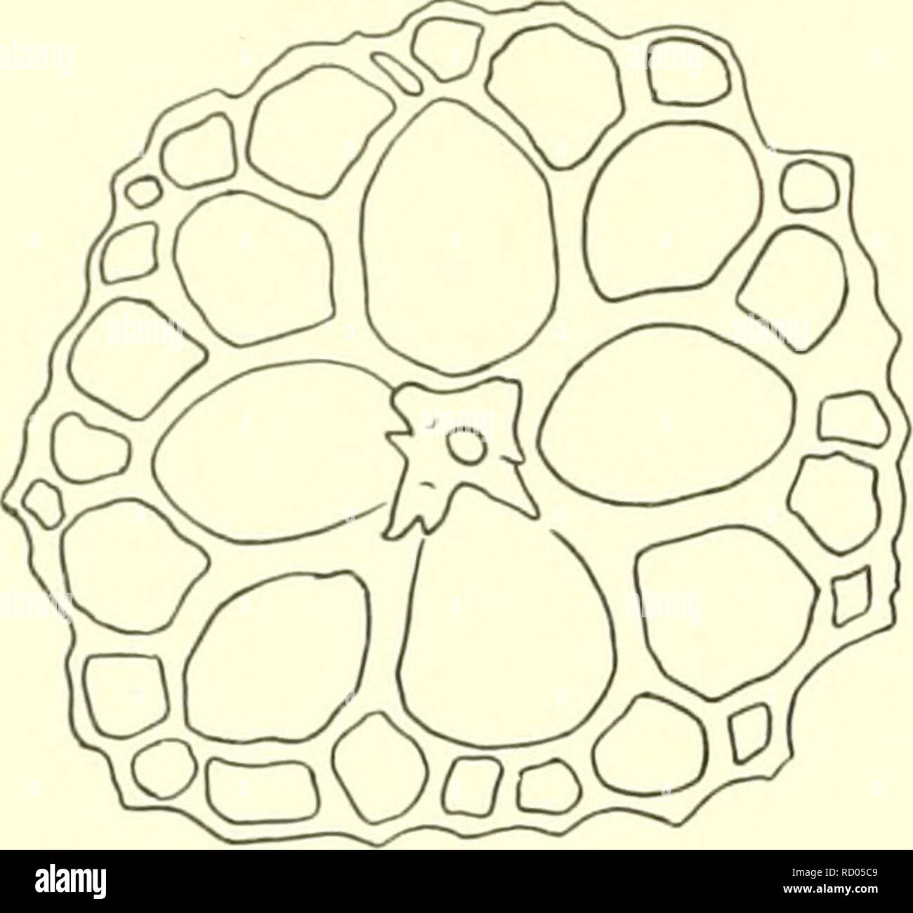 . Die dänische Ingolf-Expedition. Marine Tiere - arktischen Regionen; Wissenschaftliche Expeditionen; arktischen Regionen. HllI. iiTliri'. IOIDEA Gattung Stichopus. Stichopus regalis (Cuvier). Mortensen 1927: Britische Eohinoderms s. 391, Abb. 232-233. r L 937: Sterben Holothurien der A. Dria, S. 22, Abb. 12 &Amp; 13. Städte und Gemeinden: 58 32' N I ist "E. "Thor" St. 3. 3°, 4-03, 280 m2 spec. 58 18' x 08' E. "Thor" St. 21,3, l%-04. 470 m1 61°07' N, 9° 30' W. "Thor" St. 78, 12/05-04, 835 m2 spec. 61° 15' N, 9° 35' W. "Thor" St, 99, 15/20-04, 900 m 1 Skagerrak "Thor" 1911 4 61° 0 Stockfoto