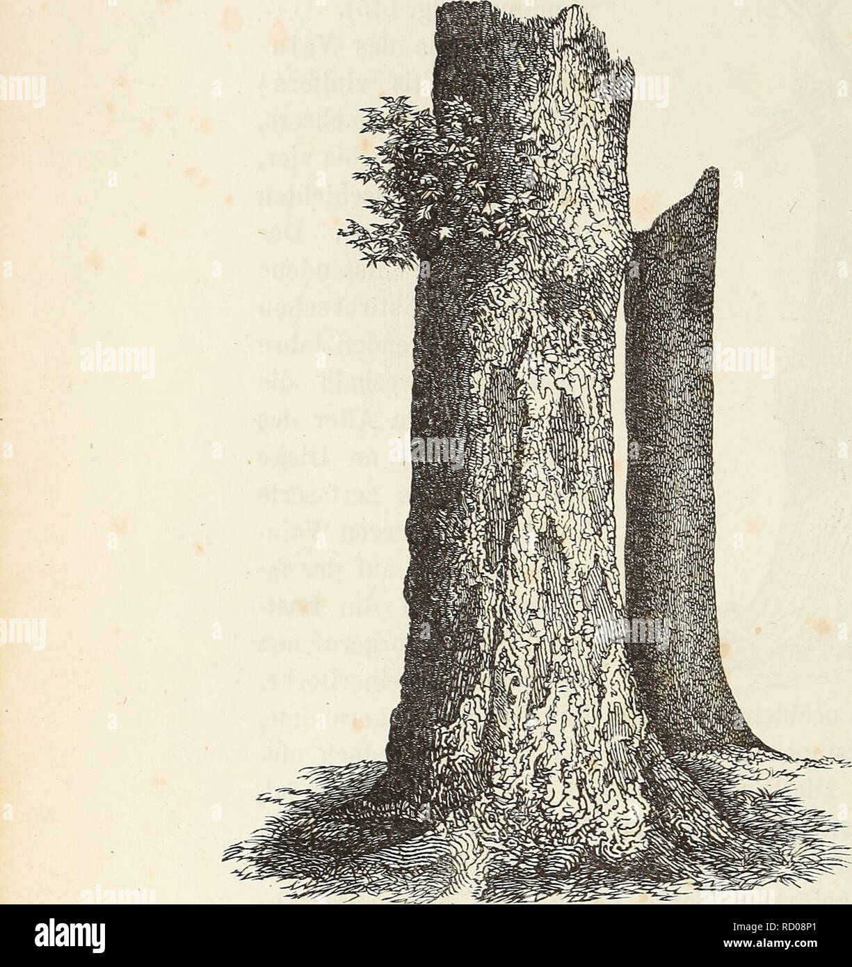 . Der Baum. Bäume; Pflanzenphysiologie. 222 Verhalten des Periderma zur ...