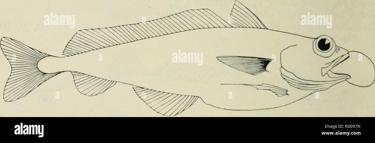 . Die Tiefen des Ozeans; ein allgemeines Konto der modernen Wissenschaft der Ozeanographie, sich weitgehend auf die wissenschaftlichen Forschungen der Norwegischen Dampfgarer Michael Sars im Nordatlantik. Ozeanographie. Abb. 277. Molva molva, L. (nach Smitt.) Molva byrbelange, Walb., 1902, Färöer Bank, 840 Meter. Molva elongata, Risso, 1910, Station 21. Brosmius brosme, Ascan (Tusk), 1902, Faroe-Shetland Kanal; Färöer Bank, 550 bis 440 Meter. Mora Mora, Risso, 1902, Färöer Bank, 750 Meter; 1910, 4, 23, 41 (siehe Abb. 278).. Abb. 278. Mora Mora, Risso. Nat. Größe 45 cm Antimora Viola, G. und B., 1910, S Stockfoto