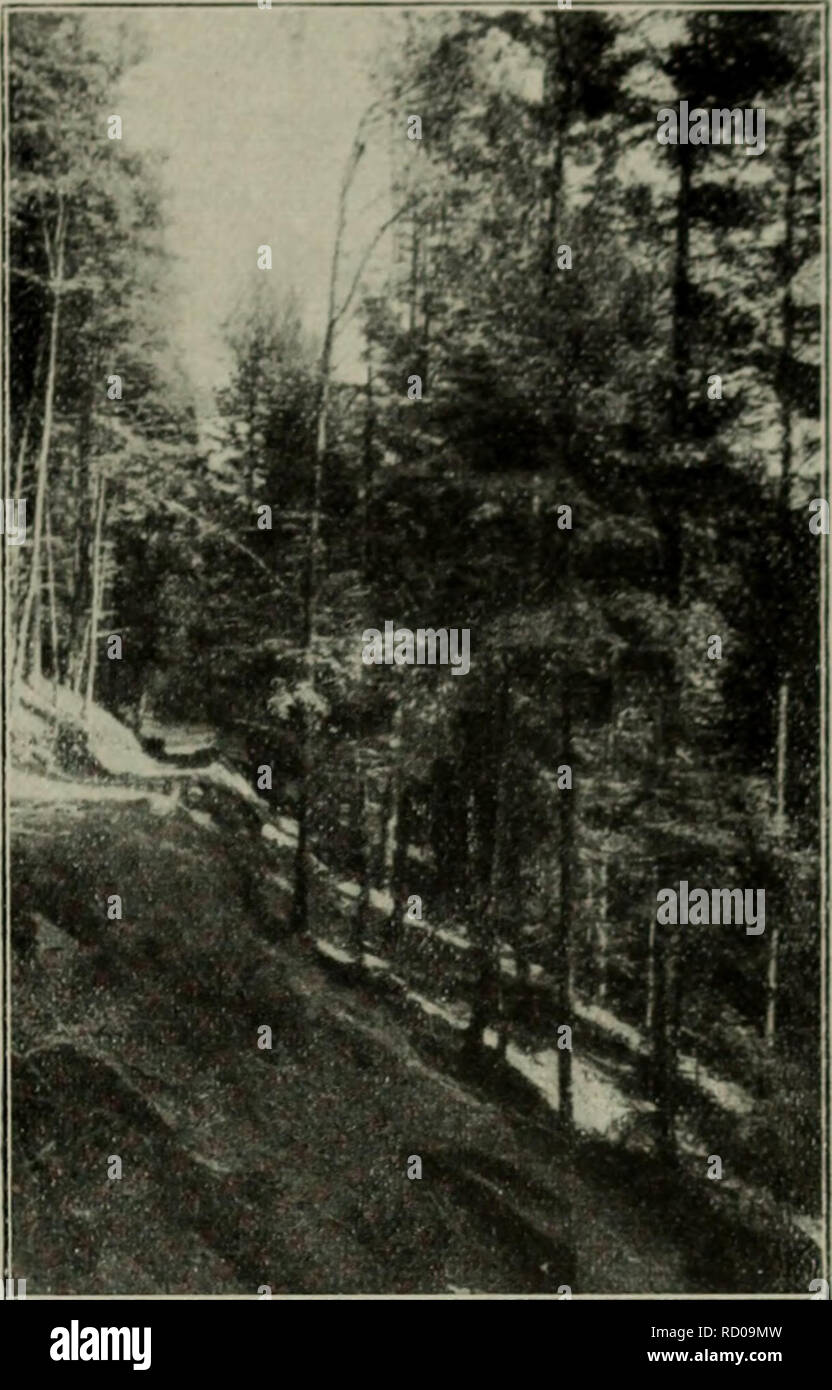 . Der Blendersaumschlag und sein System. Die Wälder und die Forstwirtschaft. 1. Kapitel liodingungcM und Mittel der L'eberführung. 327 Abb. 50 a, I). A u r h i>'I) (•; i n S II d Li ii n'^< • n v v ä r t 8. ; Ich. E R H t e r II i" • 1*. (' Sterben oi u (li. s<" wurden sscii xorläiifig hcla..). Weiter fortgeschrittene S ein vi Lu v e r j ü n g u n g (in welche Abb. 16 näheren Einblick gibt). Ich 11.  .V,.-.^^  - -:--.^^^^^^^^^^^^ m KIT; Ich 1. Bitte beachten Sie, dass diese Bilder aus gescannten Seite Bilder, die digital für die Lesbarkeit verbessert haben mögen - Färbung und Aussehen dieser illust extrahiert werden Stockfoto