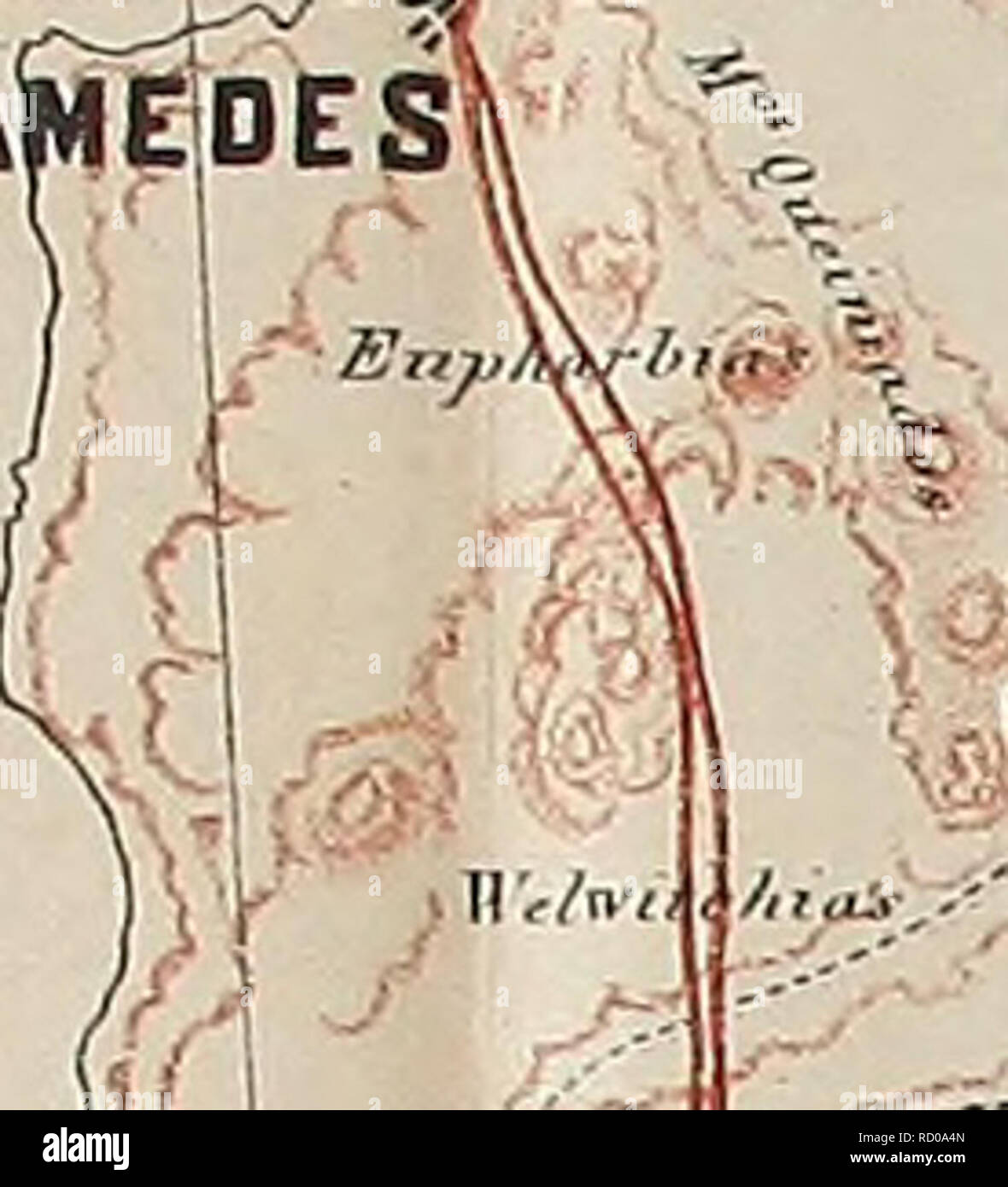 . De Angola á contra - Costa; descripção de Uma viagem atravez Tun continente Africano. Natural History. s v^mossaMedesV *1*'. ^ PW. . R, ... v-w/" - ich Nr//fí^//. 1 OOASHOV. Bitte beachten Sie, dass diese Bilder sind von der gescannten Seite Bilder, die digital für die Lesbarkeit verbessert haben mögen - Färbung und Aussehen dieser Abbildungen können nicht perfekt dem Original ähneln. extrahiert. Capello, Hermenegildo Carlos de Brito, 1841-1917; Ivens, Roberto, 1850-1898. Lisboa Impr. Nacional Stockfoto