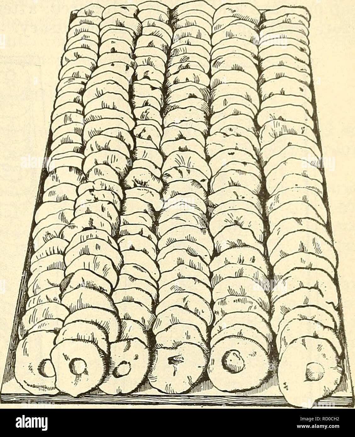 . Abteilung Bulletin. Landwirtschaft Die Landwirtschaft. Verdampfung von Früchten. 59 Schritt in die Verpackung ist daher, diese Seite zu Gesicht. 9 Die facers sind Schichten, die perfekte Ringe. Diese werden in der Regel aus einer Menge von Obst, die einen relativ hohen Anteil von Ihnen ausgewählt; sie werden dann auf dünnen Brettern, die sind etwas kleiner als die oben im Feld, in Messen, Überlappen in Zeilen, längs des Vorstands gelegt. Abbildung 16 zeigt ein solches Brett der facers. Die facers werden durch Einsetzen der Platine, auf denen Sie in die Box, die erste ist mit p gesäumt angeordnet werden. Stockfoto
