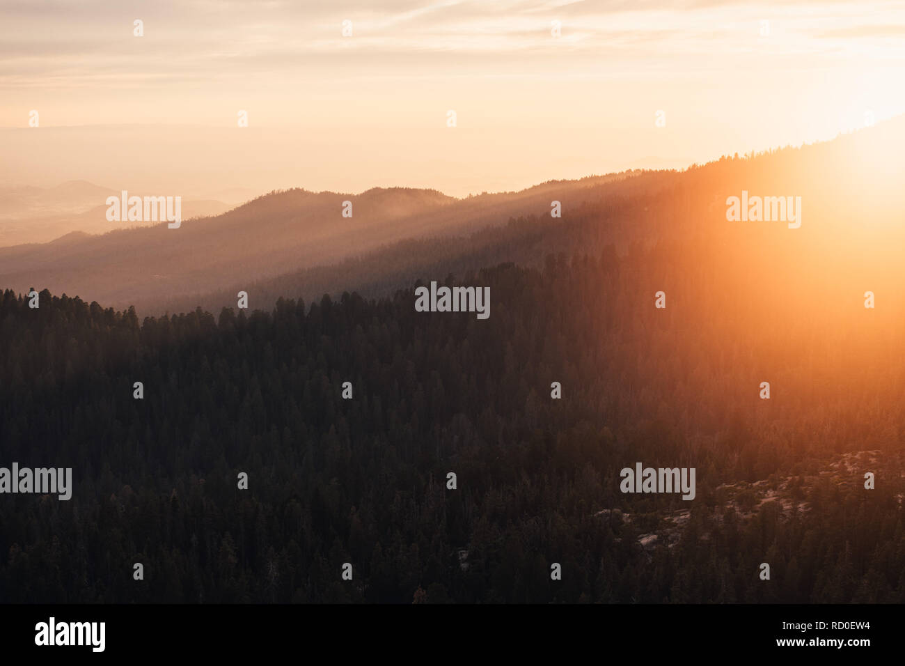 Alpine Wald bei Sonnenuntergang, Sequoia National Park, Kalifornien, USA Stockfoto