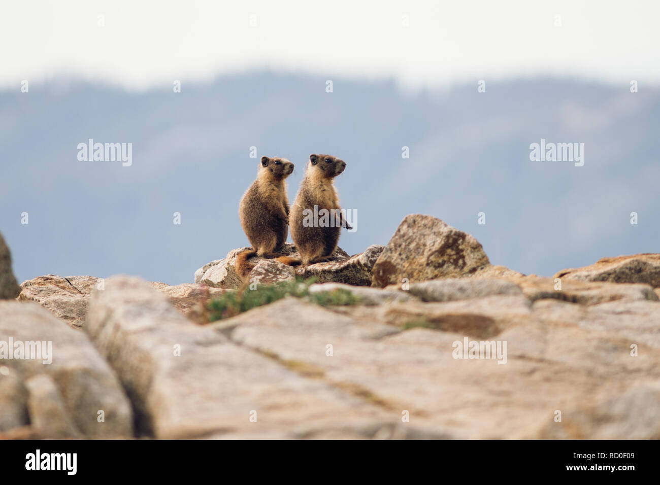 Ein paar Murmeltiere stehen am Rand einer Klippe, California, United States Stockfoto