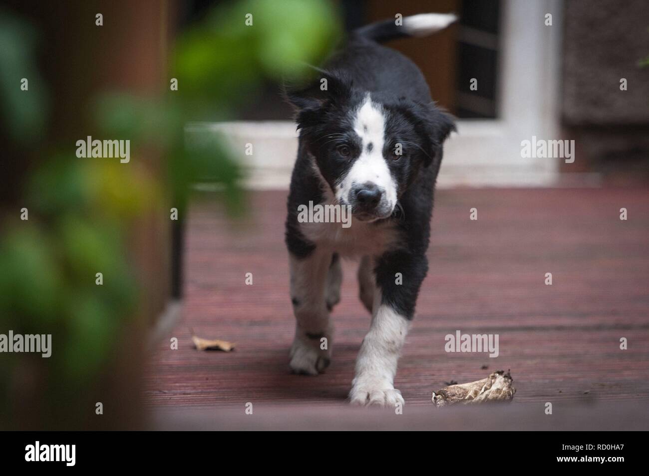 Border Collie Welpen die Erkundung der Garten an seinem neuen Zuhause Stockfoto