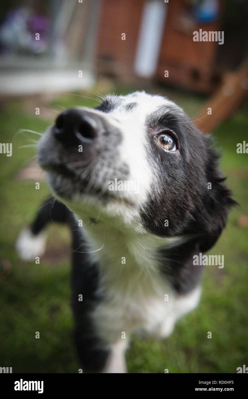 Border Collie Welpen die Erkundung der Garten an seinem neuen Zuhause Stockfoto