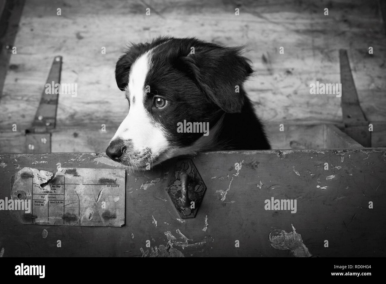 Border Collie Welpen suchen aus einem grossen hölzernen Kasten Stockfoto