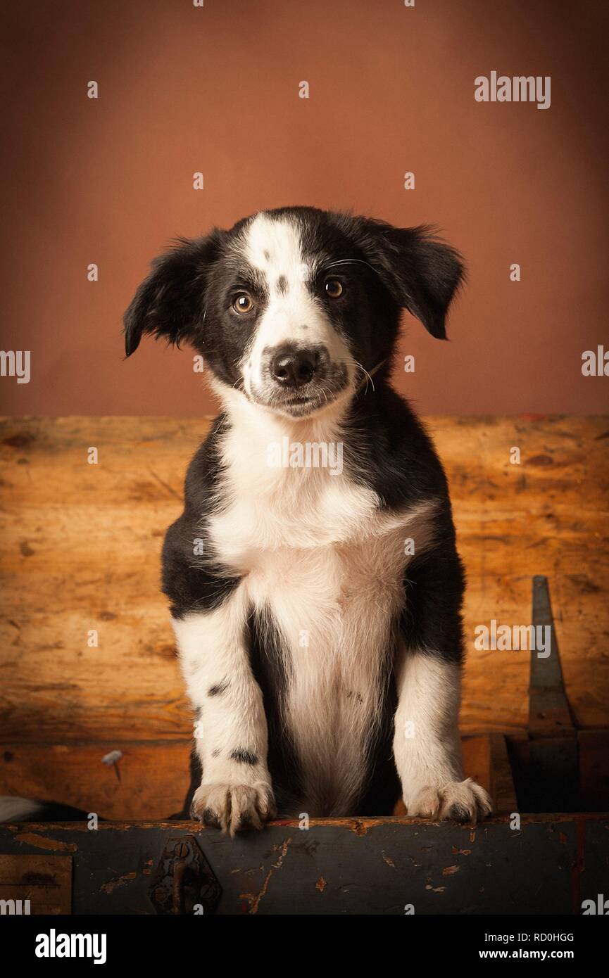 Border Collie Welpen suchen aus einem grossen hölzernen Kasten Stockfoto