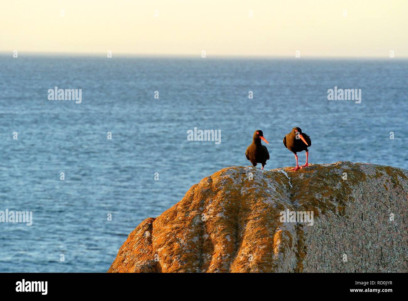 Zwei Austernfischer Vögel auf den Felsen, auf dem Seeweg, Südafrika Stockfoto