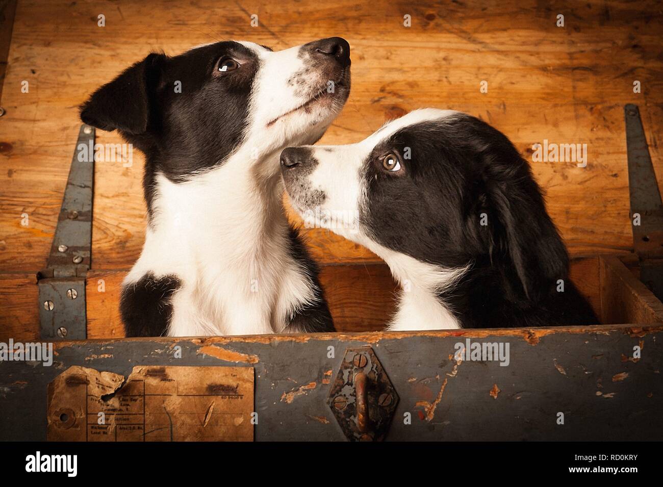 Zwei Border Collie Welpen suchen aus einem grossen hölzernen Kasten Stockfoto