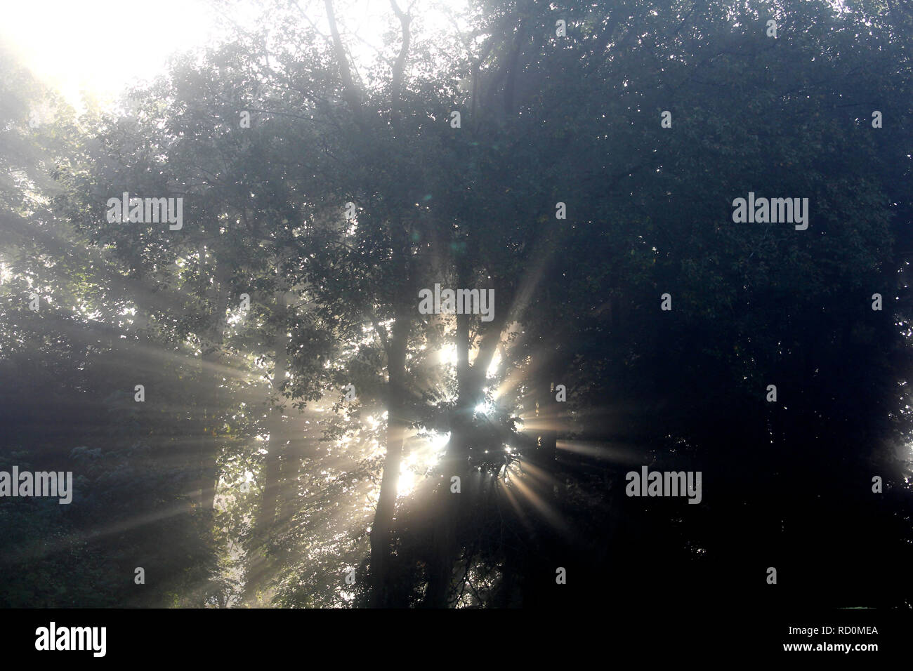 Sonnenstrahlen kommen durch Bäume im Wald Stockfoto