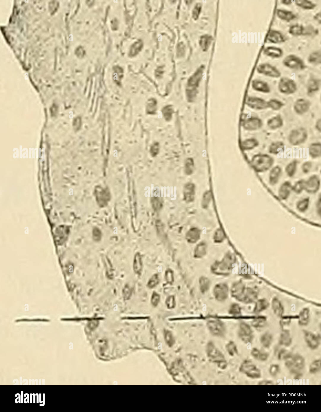 . Denkschriften der Medicinisch-Naturwissenschaftlichen Gesellschaft zu Jena. 36 Vergleichend-anatomische und entwickelungsgeschichtliche Untersuchungen die Sirenen. ^ 6 scheinen zahlr transversale Faltet angedeutet. Die Behaarung des Embryos lÃ¤sst sich schon deutlich erkennen, wenn auch die Haare noch nicht durchgebrochen sind. Am deutlichsten sind die Anlagen zu sehen im Bereiche des Kopfes, besonders an der bärbeißigen Bemerkungen, sie wird sehr dicht stehen. Etwas zerstreuter, aber in annÃ¤hernd gleichmÃ¤ssigen AbstÃ¤nden finden Sie sich mit dem Ã¼brigen KÃ¶rper; mit dem RÃ¼cken lÃ¤sst sich eine gewisse Re Stockfoto