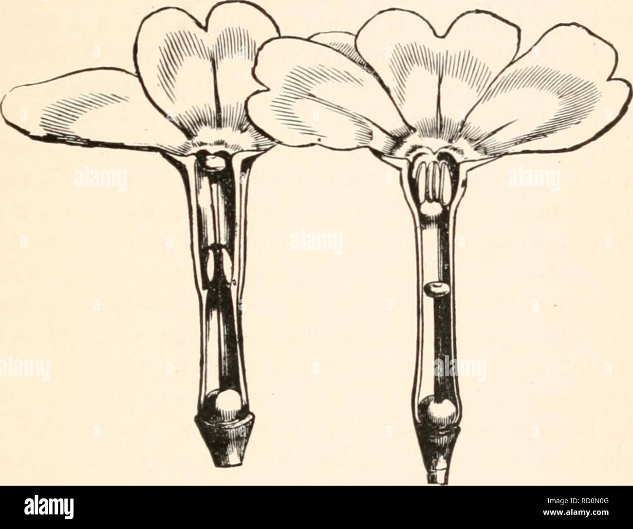 . Darwinismus; eine Ausstellung der Theorie der natürlichen Selektion, mit einigen Ihrer Anwendungen. Natürliche Selektion; Evolution. VII AUF DIE UNFRUCHTBARKEIT DER KREUZE 157 Stil ist lang, die kugelförmigen Stigma nur in der Mitte des geöffneten Blüte erscheinen. In der anderen Art der staubblätter sind lang, in der Mitte oder am Hals der Blume, während der Style ist kurz, das stigma in der Mitte der Tube auf dem gleichen Niveau wie die staubgefäße in der anderen Form befindet. Diese beiden Formen haben lange zu Floristen bekannt als die "pin-eyed" und die "THRUM-eyed", aber sie werden durch Darwin genannt Stockfoto