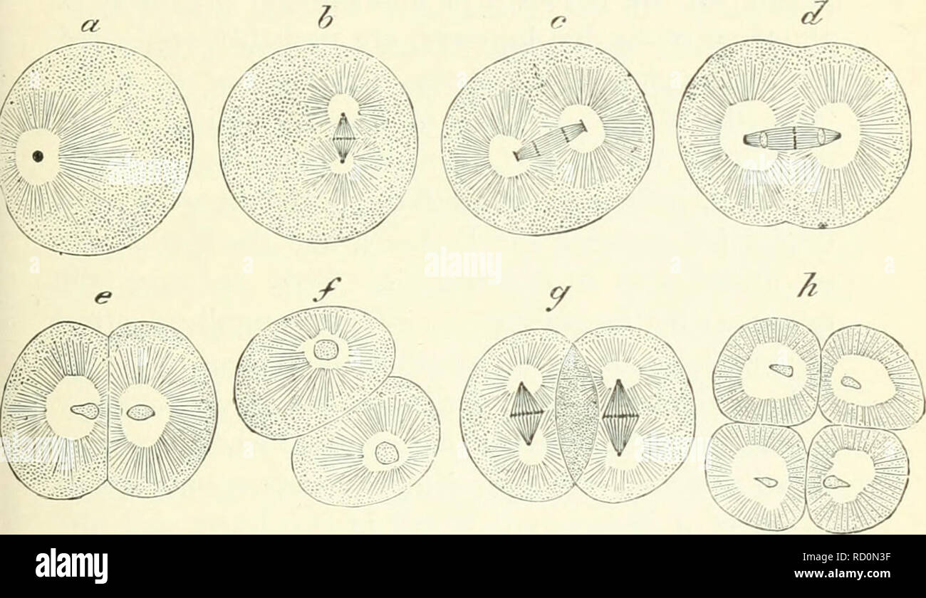 . Darwin, und nach Darwin. Eine Ausstellung der Darwinschen Theorie und eine Diskussion der post-darwinistischen Fragen. Evolution; Vererbung. Embryologie. 113 Wunderschön bestellt, dass Sie bilden die Schönste - wenn nicht auch die eindrucksvollen, die jemals aufgedeckt worden durch mikroskopische Re-search. Es ist unnötig zu sagen, dass ich auf die Phänomene der karyokinesis. Ein paar Seiten weiter auf sie mehr vollständig beschrieben werden. Für unsere Zwecke genügt es, lediglich um eine bildliche geben. Abb. 29.- aufeinander folgenden Phasen in der Abteilung der Eizelle, oder Eizelle, der ein Wurm. (Nach Str Stockfoto