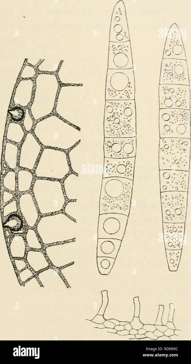 . Dansk botanisk arkiv. Pflanzen, Pflanzen-- Dänemark. Ove Rostrup: Bidrag til Danmarks Svampeflora. I.31? Stagonospora megistospora n. sp. Peritheciis sparsis, immersis, globoso - papillatis, nigris, 350 - 430^Diam., crasso pariete 25^. Sporulis oblongo - fusoideis, Kampanien rotundatis, basi truncatis, 6 - 10 - septatis, multiguttulatis, 118 - 137 X 14 - 17/i; basidiis dispersis, cylindraceis, unisep - tatis, 16 x Sfi. (Abb. 18). In culmis languidis Scirpi lacustris. S. Ved Furesoen, April 1912. ? Stagonospora vexatula Sacc. Paa Straa døde af Arundo phragmites. S. Sjaelsø, Juni 1903. Bornh. Aarsdale, Juni 1889. Stockfoto