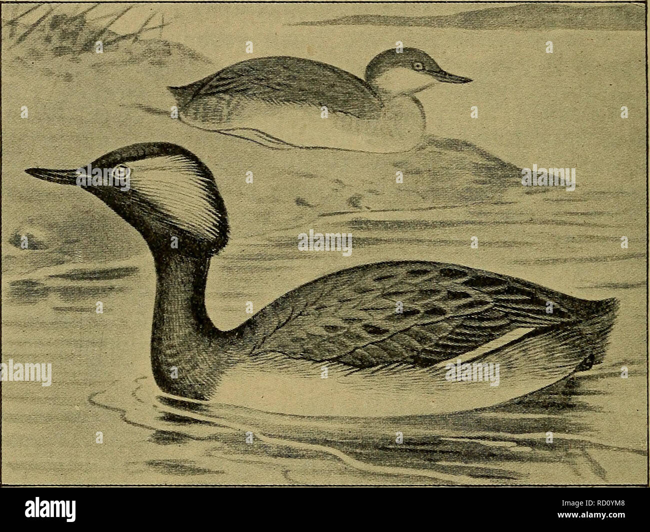 . Danmarks Fauna; illustrerede haandbøger über den Danske dyreverden... 14 bagtil ér noget nedadbøjede; ogsaa Bagkindens sorte Fjer er staerkt saaledes forlaengede, an en tydelig Fjerkrave dannes. Rygsiden brunsort; de smaa Vingedaekfjer og Vingeranden graabrune, Undervingedaekfjerene, de Inder-ste Haandsvingfjer og Armsvingfjerene hvide. Bryst og Bug silkeagtig renhvide. Kropsiderne graasorte opadtil Bredt kantet Med kastaniebrunt; Hos Hunnen er Räude. Schwein. 3. Sorthalset Lappedykker. (Efter aplin ich Britische Vögel). Ofte kastaniebrunlige Forbrystet Fjer paa. Han ogfHun iøvrigt ens, den sidste Blot Stockfoto