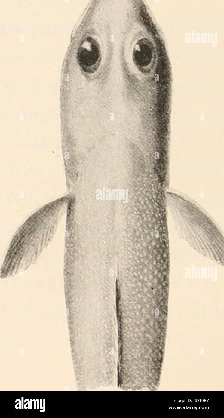 . Die dänische Ingolf-Expedition. Wissenschaftliche Expeditionen; Arktischen Ozean. Abb. I.L. vahlii (J. Abb. 2. L." Ich ilia mehr als auf der palatals, während die Weibchen die Zeile im Intermaxilläre ist nur der gleichen Länge oder sogar kürzer als auf der palatals. Über die Farbe, Collett, die alten Männer in der Regel gleichmäßiger als die Weibchen werden in der Regel auf der gleichen Stufe scheinen. Das gleiche gilt auch, aber in größerem Umfang, für die Proben aus Grönland. Reproduktion. Nach Collett, L. vahlii (L.) ein Behälter -^^) laicht in Küstennahem Rak von Juli bis Oktober; die größte Stockfoto