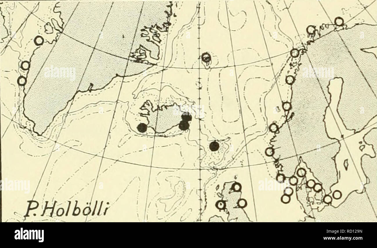 . Die dänische Ingolf-Expedition. Marine Tiere - arktischen Regionen; Wissenschaftliche Expeditionen; arktischen Regionen. i6o CRUSTACEA MALACOSTRACA. Vi. "Thor" Str. 219). Faskrudfjordr,. (R. Horring). - Hjeradsfloin, 28-47 m., 29. 7. 1904, Abt. 10 Spez., Abt. 38 - 95 m., blau Ton, 17. 7. 1899, 1 spec. (R. Horring). S. Island: 63° 46' N, 22° 56' W. 150 m. 2.7.1904, 4 spec. ("Thor" Str. 171). Färöer: Vestmanhavn, 19-57 m. vom 2.6.1899, 1 spec. (Th. Mortensen Bein.). Es ist von W. Grönland Abt bekannt. 640 - 68°N, 8 - 90 m. (H. J. Hansen 1887, S. 85). Jan Mayen, Flachwasser (G. O. Sars, 1885-86, S. 44). Ic Stockfoto