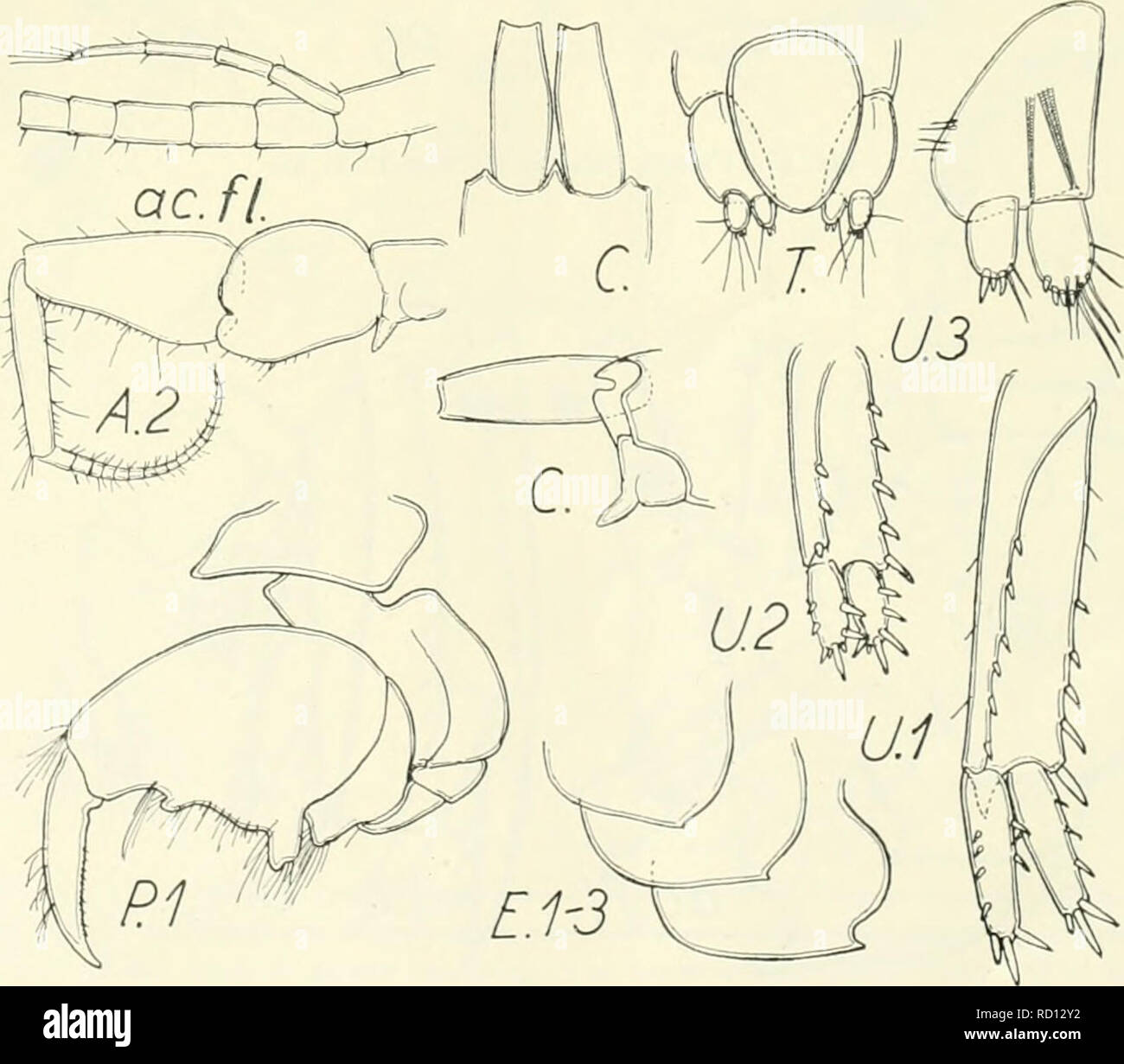 . Die dänische Ingolf-Expedition. Marine Tiere - arktischen Regionen; Wissenschaftliche Expeditionen; arktischen Regionen. Fie. 26. Unciola laticornis'. "Ingolf" St. LI.. Abb. 26. Unciola crassipes $. "Ingolf" St. 35.. Bitte beachten Sie, dass diese Bilder sind von der gescannten Seite Bilder, die digital für die Lesbarkeit verbessert haben mögen - Färbung und Aussehen dieser Abbildungen können nicht perfekt dem Original ähneln. extrahiert. Dänische Ingolf-Expedition (1895-1896); Københavns Universitet. Zoologisk Museum. Kopenhagen H. Hagerup Stockfoto