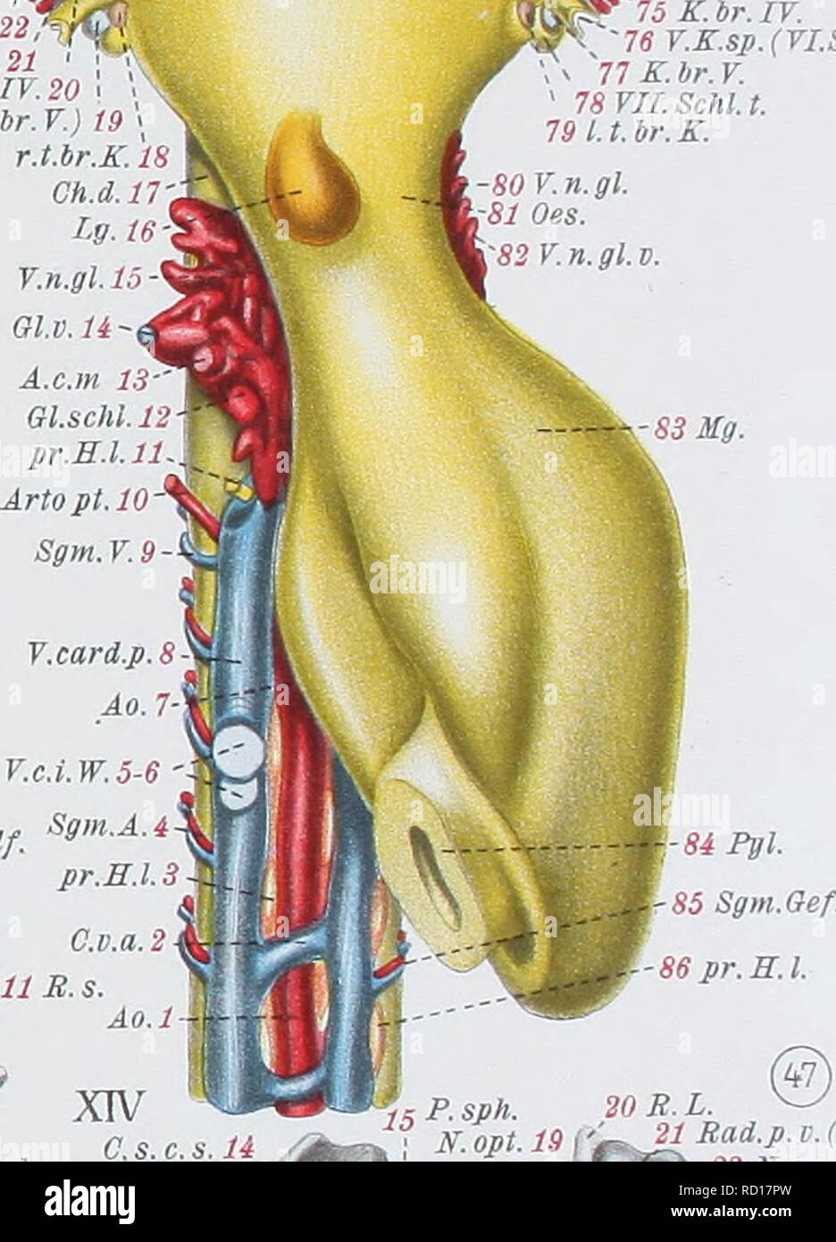 . Denkschriften der Medicinisch-Naturwissenschaftlichen Gesellschaft zu Jena. . ...-54 R. ich.md.V. .55 Cav. Artikel 56 Thyr. Kn. 'Kunst thyr. Lg. h. Md. 9 I. Schi. t. ^ 60 N. md. e. Vii. Md-61 H.. o. 62 IA.bg. ."-63R. hg. 64 Ker. hg. "-65 M. l Br. I. Ker.br. I.67 II K. sp. 68 M. Lev. br. IL. 69 Art. eff. br. il. 70 M. I. Br. Iii. - 71 M. ICH Br. Iv. 2 M.d.ph.cl. br. 73 A. Ã¤ff. br. Iii. Es.K. sp. K. in Br. LT. K. sp. (VLSchU) Br. V Schi. t. Thyr. 17 XIV C s c s'â Sph. Lt. kn. F. sph. ot. 12A Für. hypot. U S  Für. hypot. 4 I. Schi. 1.16 5 I. Arl.bg. / 6 Pr. ot. S. F.. Bitte beachten Sie, dass diese Bilder aus extrahiert werden Stockfoto