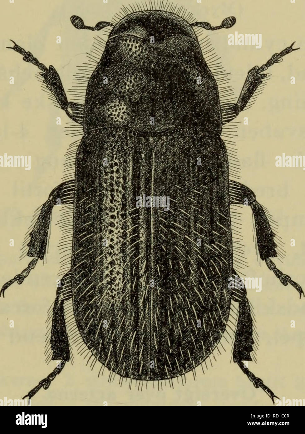 . Danmarks Fauna; illustrerede haandbøger über den Danske dyreverden... 39 vedet Med ganske Kort snude. 5-Følehornssvøben køllen leddet, 4-leddet, Noget fladtrykt, med af-studset spids, kortere Ende svøben. Pronotum sim-pelt punkteret, forranden Bredt indbuet i midten (Abb. 24). Vingedaekkernes forrand Buet, krenule-Ret, spidspartiet normalt. Naesten Forhofterne-rørende Hinanden. 3. fodled tvelappet, betydeligt bredere Ende 2. geführt. Lassen Sie kendelig Fra alle vore Andre slaegter ved den betydelige størrelse og pronotums i midten Bredt indbuede forrand.. Abb. 24. Dendroctonus micans. x 7. 1. D. Glimmer Stockfoto