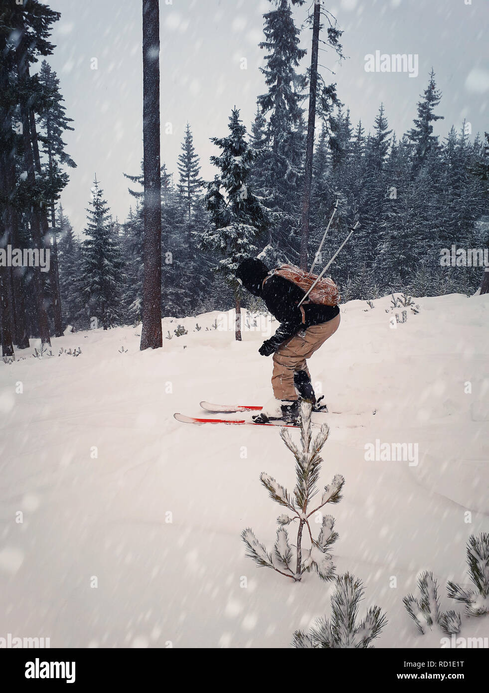 Skifahrer Skifahren bergab während der Verschneiten Tag im Hochgebirge zwischen Tanne Wald Bäume. Schnelle freeride Winter Sport. Stockfoto