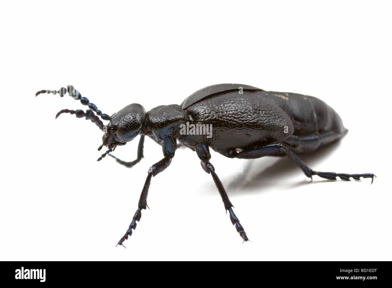 Ein Öl Käfer - Meloe proscarabaeus - in einem Studio auf weißem Hintergrund fotografiert. Dorset England UK GB Stockfoto
