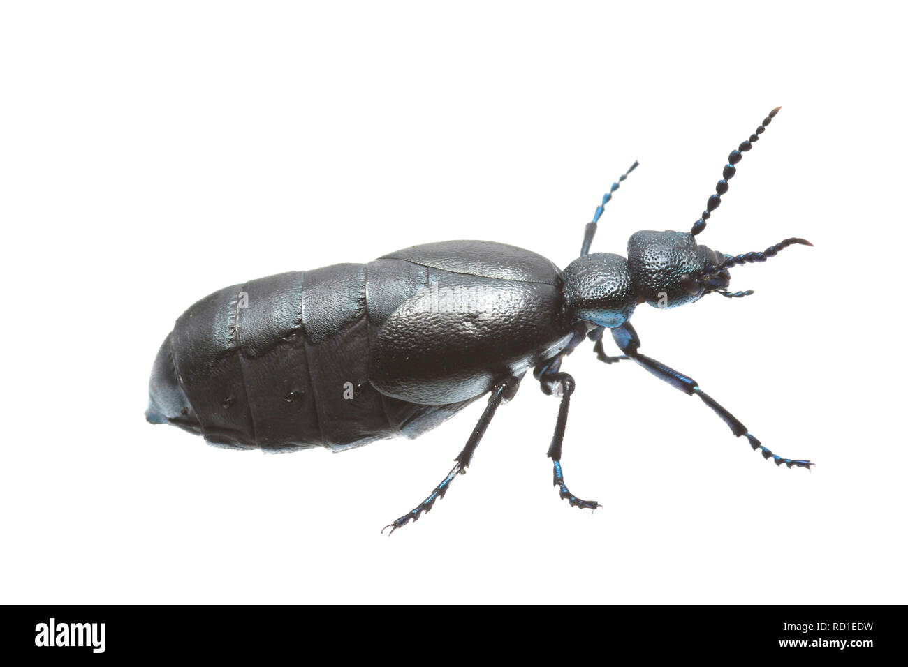 Ein Öl Käfer - Meloe proscarabaeus - in einem Studio auf weißem Hintergrund fotografiert. Dorset England UK GB Stockfoto