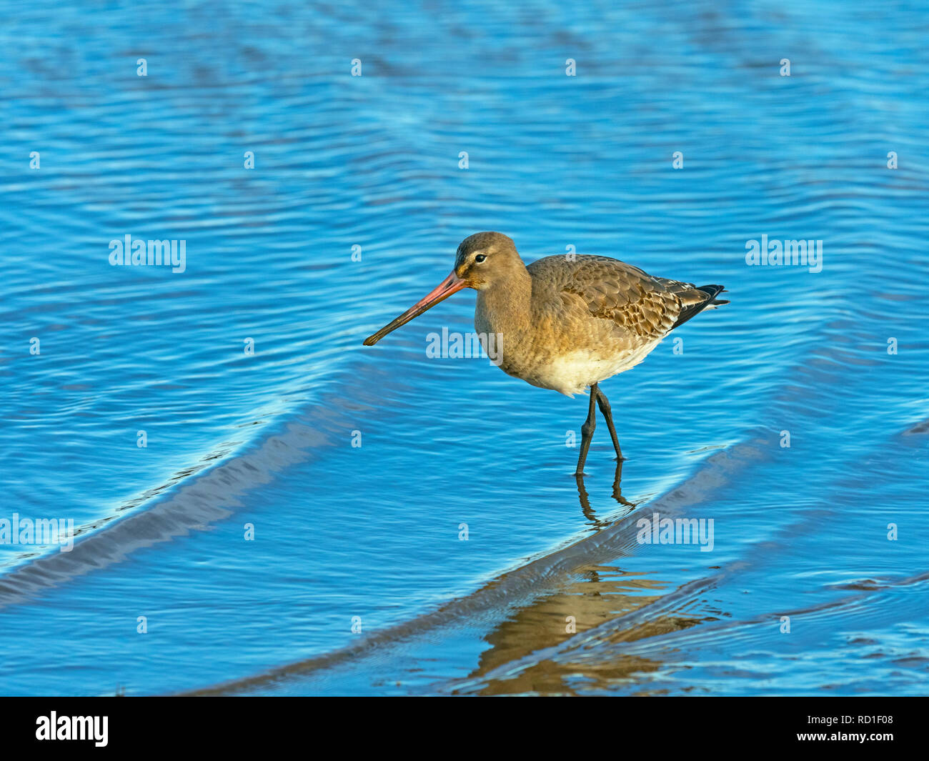 Bar-tailed Uferschnepfe Limosa Lapponica Fütterung im küstennahen Wattenmeer Norfolk Winter Stockfoto