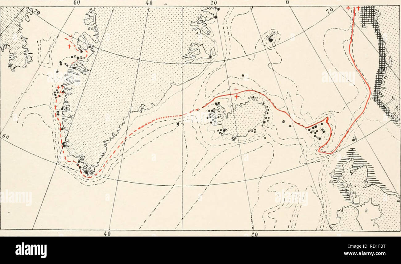 . Die dänische Ingolf-Expedition. Wissenschaftliche Expeditionen; Arktischen Ozean. HVIIROIDA II 181 in Folge traf in der Davis Strait, die damit bewiesen ist, jedenfalls zum Teil in der Boundary Waters der borealen Zone. Doch die Arten dringen nur ganz ausnahmsweise in die West Green-land Fjord, die als rein Arktis angesehen werden, was zum Teil auf die Vermischung der Schmelzwasser von den Gletschern und teilweise auf den Norden - Zweig der Ostgrönland Polar Aktuelle, die Cape Farewell rund und läuft in einiger Entfernung von der Küste Hier finden wir noch Dynamena p Stockfoto