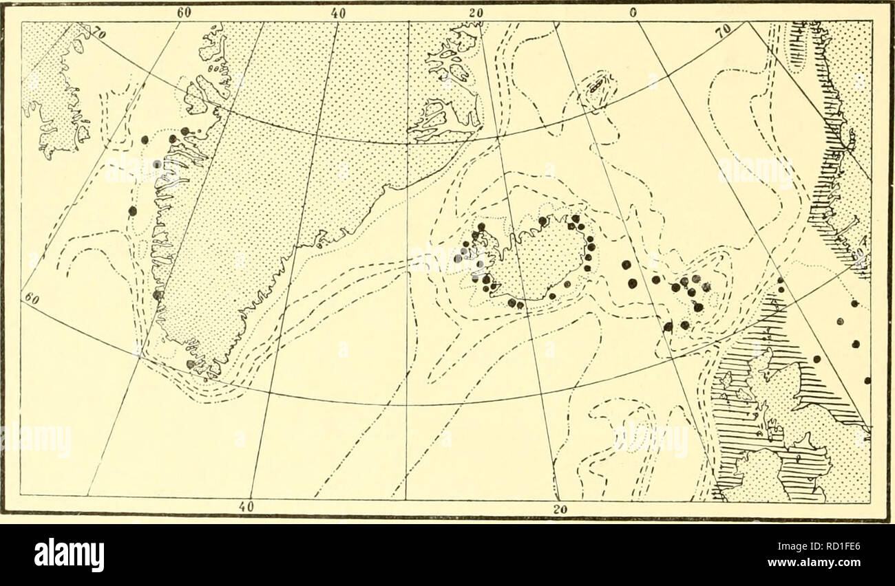 . Die dänische Ingolf-Expedition. Marine Tiere; Meerestiere; Flüsse; Flüsse; wissenschaftliche Expeditionen. n8 HYDROIDA II Die Färöer Inseln: 8 - 10 miles N. der Färöer (ohne weitere Details) 6 Meilen N. von W. von Store Kalso, Tiefe 60 klafter 7 N. von E. von myggenaes Punkt - 57 Boronses ich 3/4 Meilen in N. 75° W. 30 tiefes Loch am North Point of Nolso - 100 13 Meilen W. von S. von munken-mo Ich habe in früheren Arbeiten (1908, 1909) United diese Art mit der nächsten, die mehr fein gebaute Form Abictinaria tiliatla (Ellis et Solander), nach oyerlooked den spezifischen Charakter, die in t liegt Stockfoto