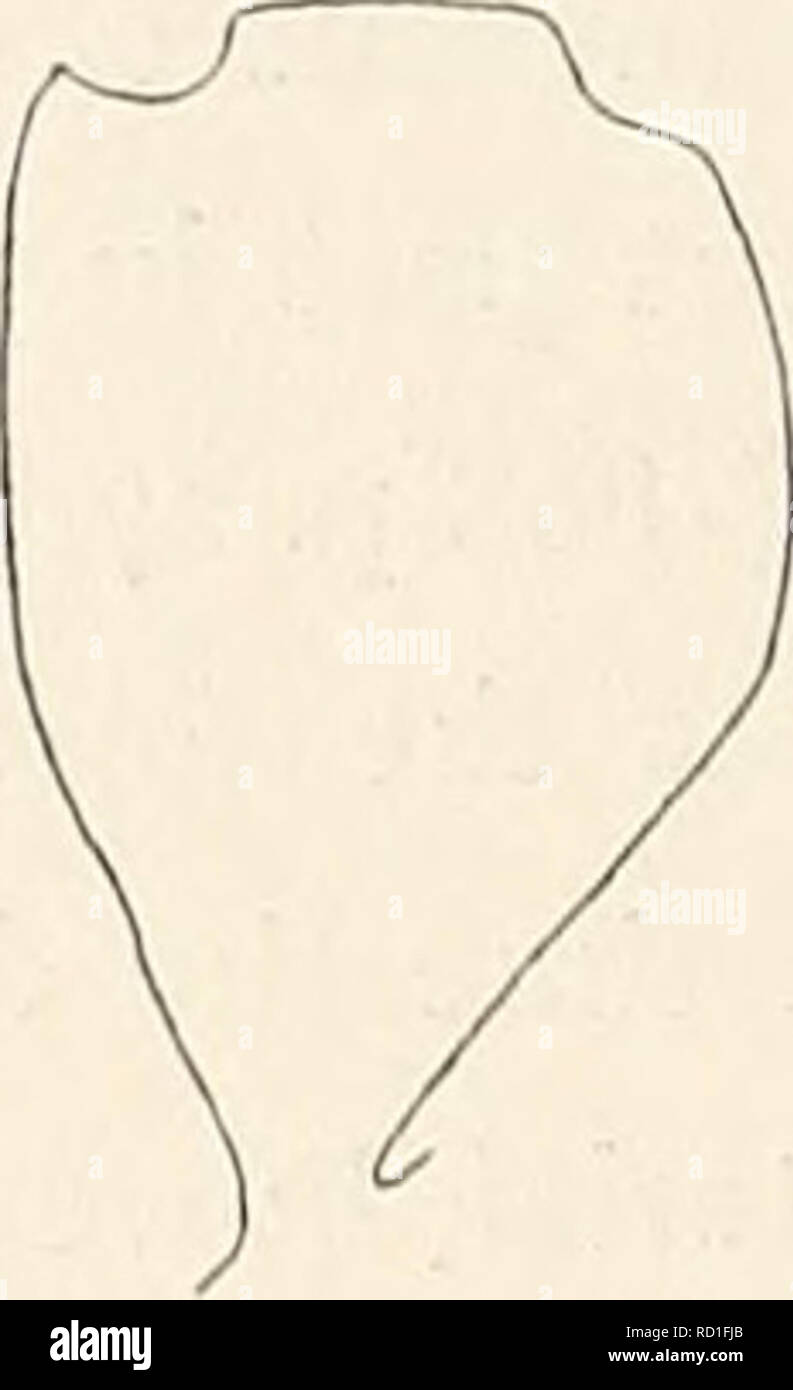 . Die dänische Ingolf-Expedition. Wissenschaftliche Expeditionen; Arktischen Ozean. . Bitte beachten Sie, dass diese Bilder sind von der gescannten Seite Bilder, die digital für die Lesbarkeit verbessert haben mögen - Färbung und Aussehen dieser Abbildungen können nicht perfekt dem Original ähneln. extrahiert. Ingolf (393); Dänische Ingolf-Expedition (1895-1896). Kopenhagen: H. Hagerup Stockfoto