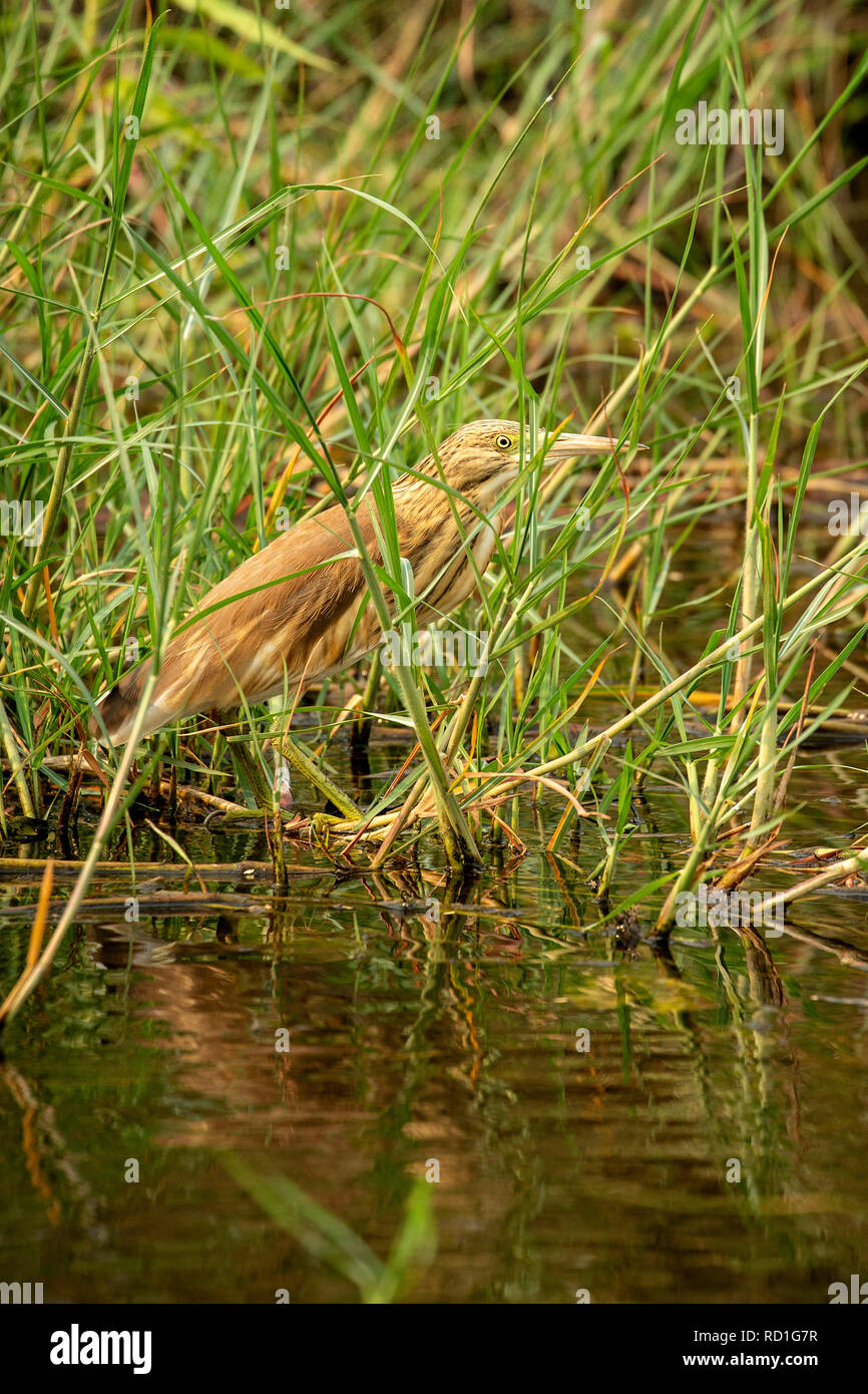 Squacco Heron (Ardeola ralloides) im Schilf des Chobe Fluss. Stockfoto