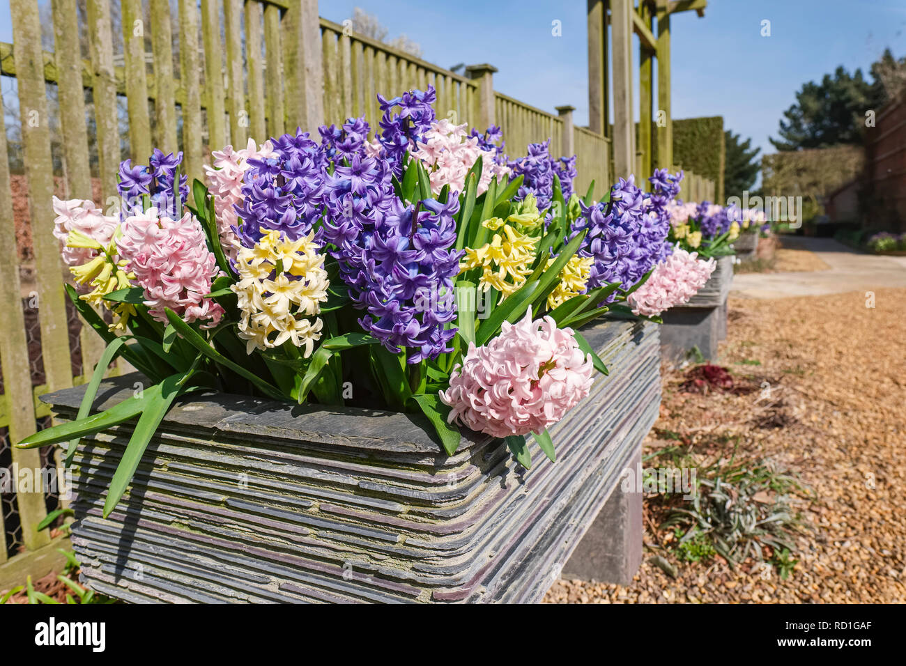 Hyacinthus in Slate Containers - East Ruston Old Vicarage Gardens, Norfolk Stockfoto