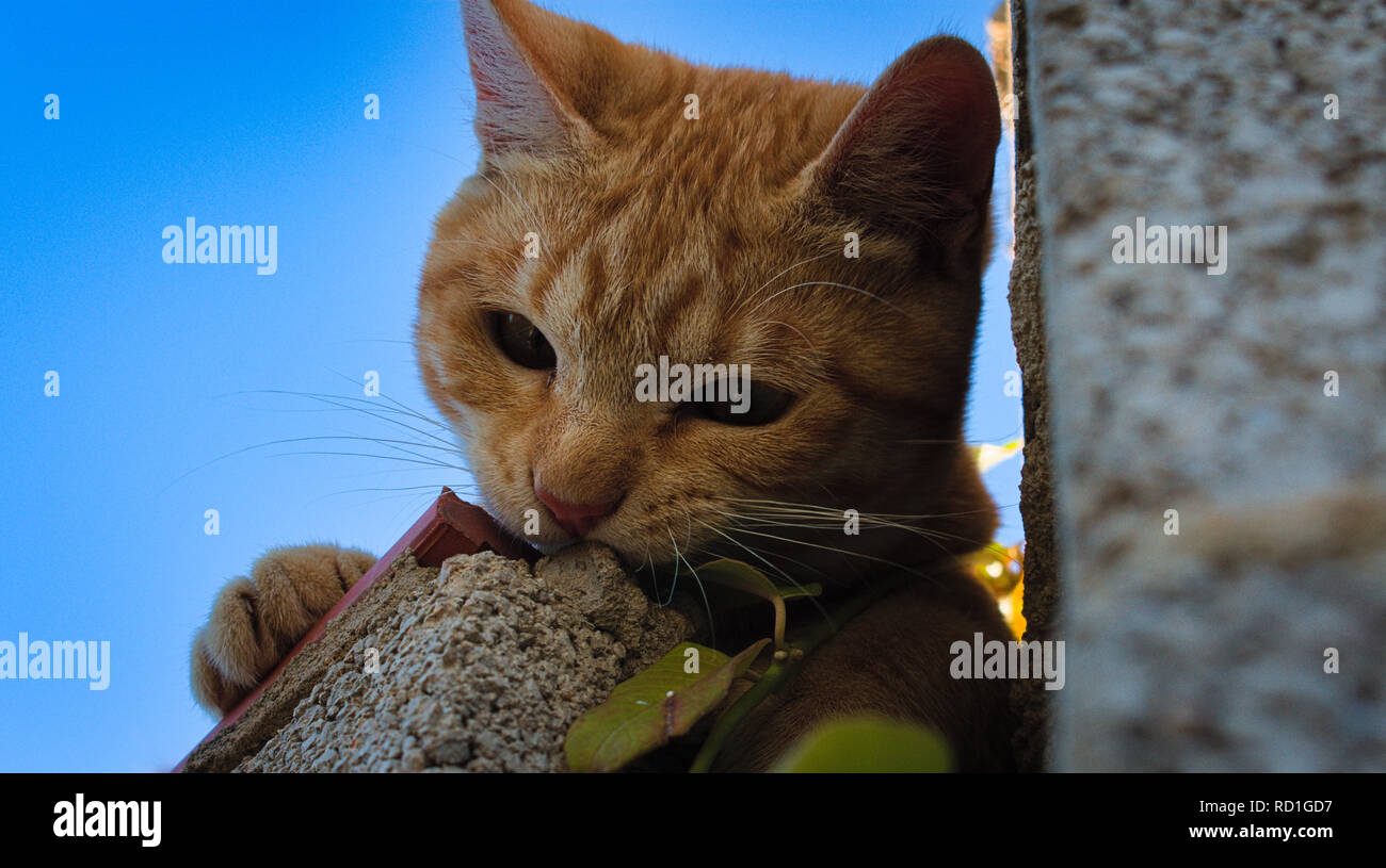 Neugierig rothaarigen Katze Stockfoto