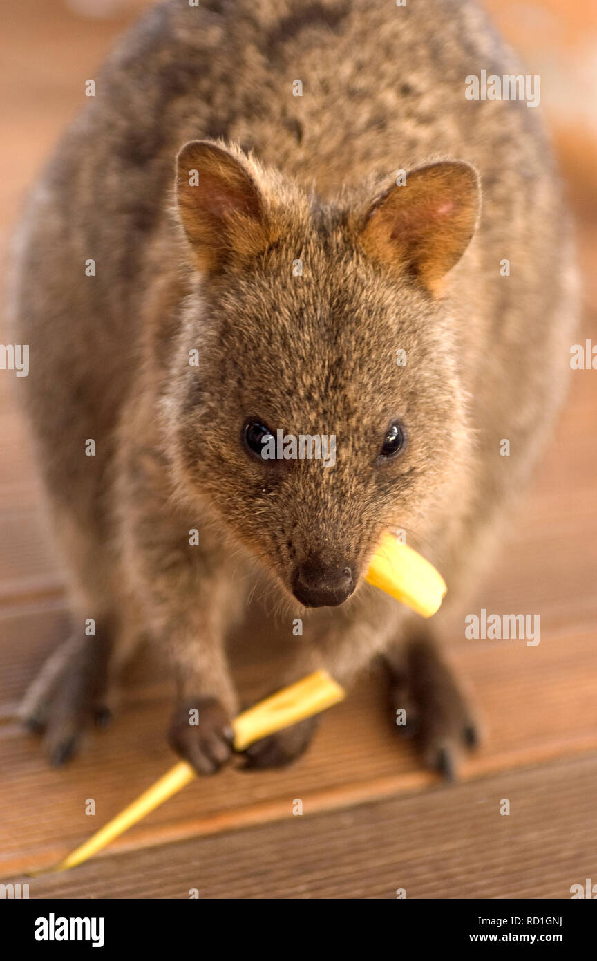 Quokka Stockfoto