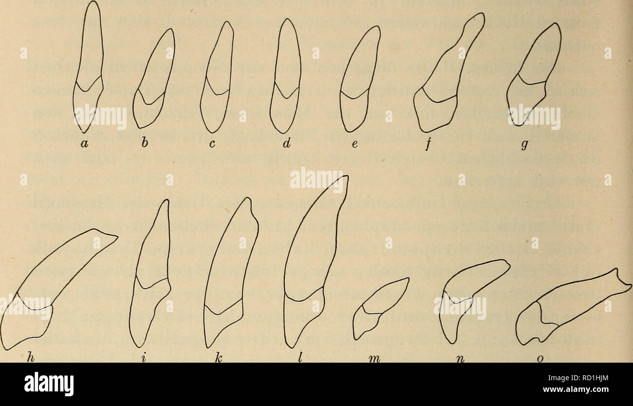 . Das Gebiss des Menschen und der Anthropomorphen; vergleichend-anatomische Unter-suchungen. Zugleich ein Beitrag zur mensch-lichen Stammesgeschichte. Zähne; Menschen; Primaten. 110 Ergebnisse und Folgerungen. meißeln, Breathe und Zerreiben sowohl fleischiger als hart-schaliger und hartkerniger Früchte geeignet. Bezüglich der Schneide -. h Abb. 5. Seitenansicht verschiedener oberer Frontzähne, äh sterben Wurzelstellung zu veranschaulichen. a und b J2 des modernen Europäers, c Jt eines Negers der Loangoküste. d Ji des Negers. e J2 des Negers von Mbangu. /C des Australiers, g J 2 Ei Stockfoto